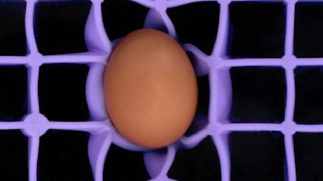 Raw Egg Test Teaser 